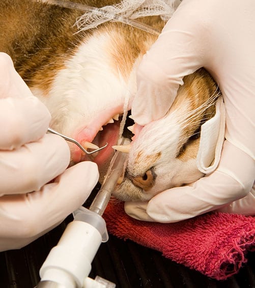 Cat Teeth Cleaning in Cypress, TX