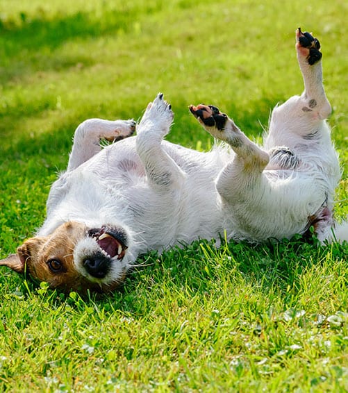 Dog Rolling In Grass