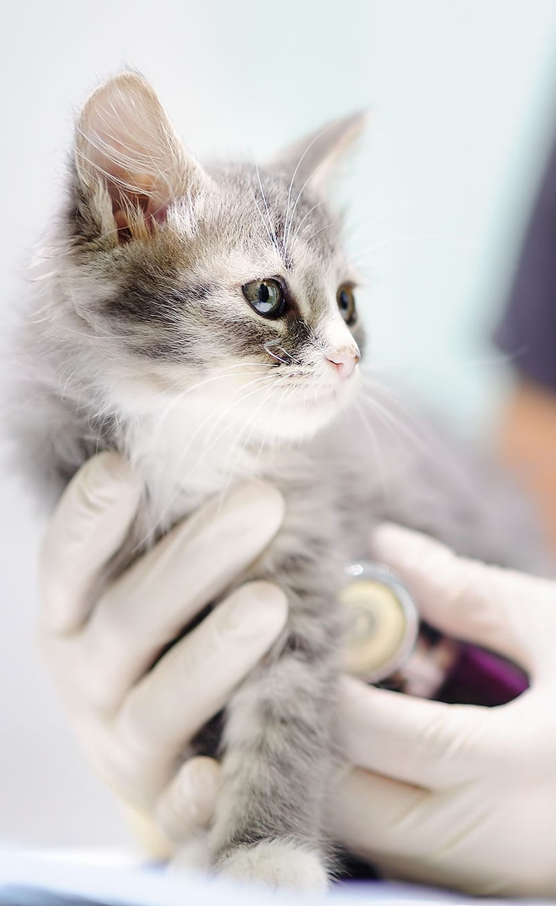 Kitten With Stethescope