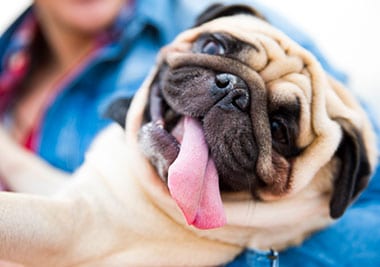 Pug With Tongue Out