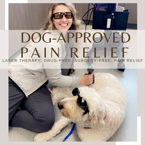 Laser Therapy Now Available