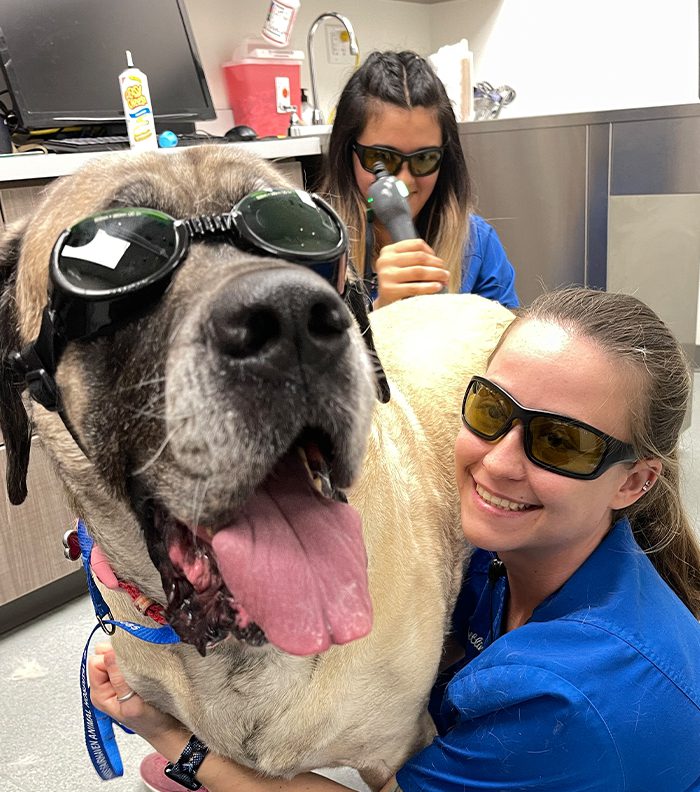 Laser Therapy On Larger Dog